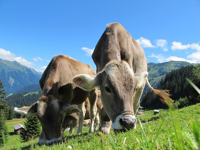 krávy na pastvině
